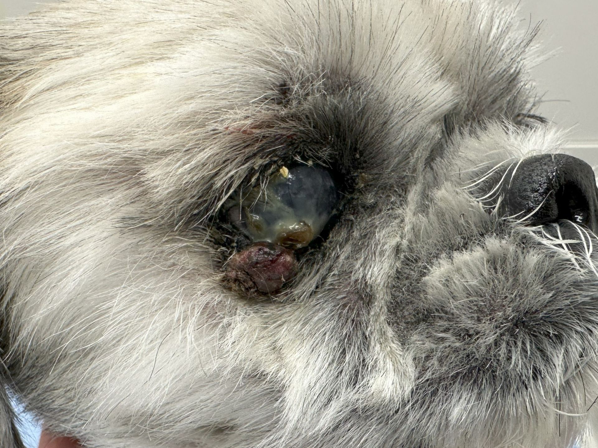 12歳心臓病犬の眼瞼腫瘤！ついにもぐ動物病院に辿り着く！