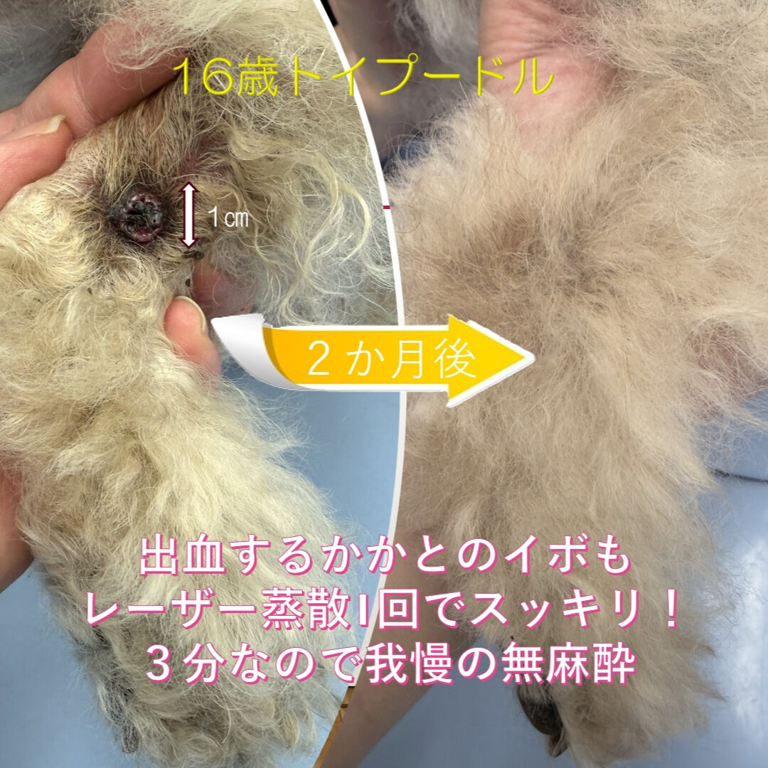 シニアトイプーの出血するイボに悩んだら…