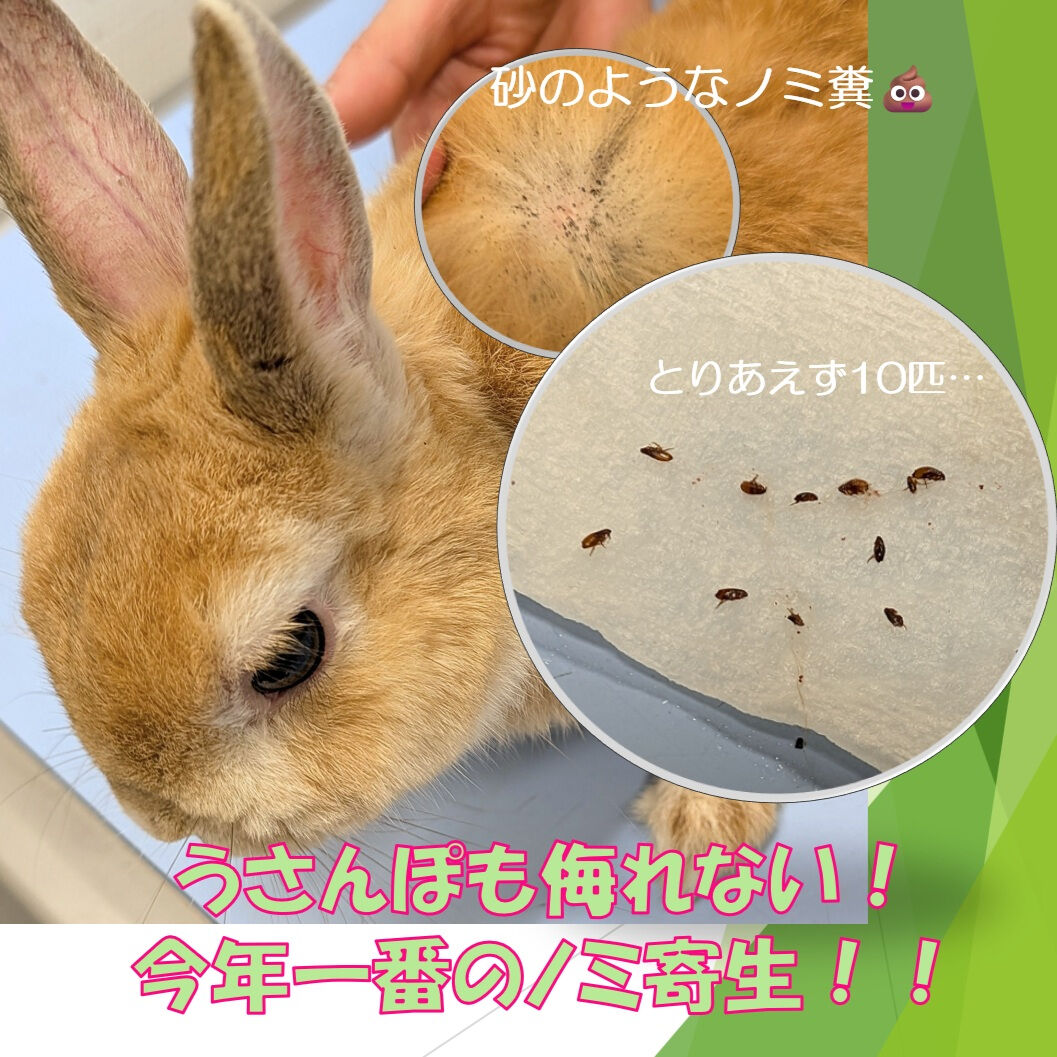 ノミの大量発生！ウサギでも油断大敵！！