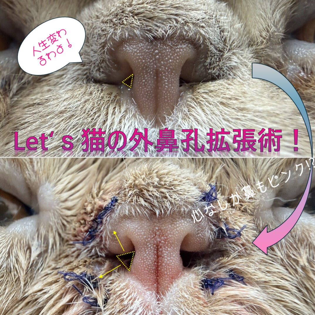脱・開口呼吸で楽しく遊びたい！猫の外鼻孔拡張術！