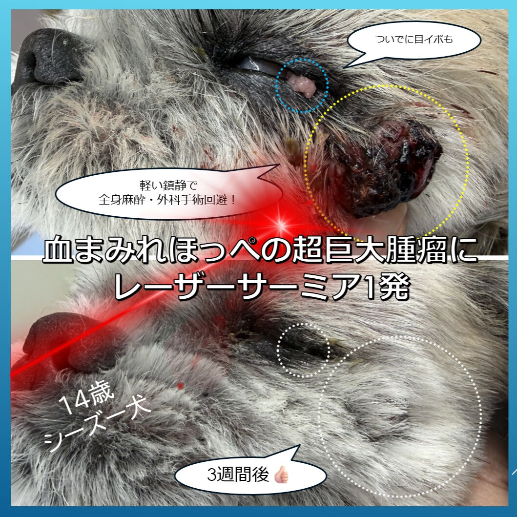 左頬に3㎝越えの血まみれ超巨大腫瘤をこしらえた、